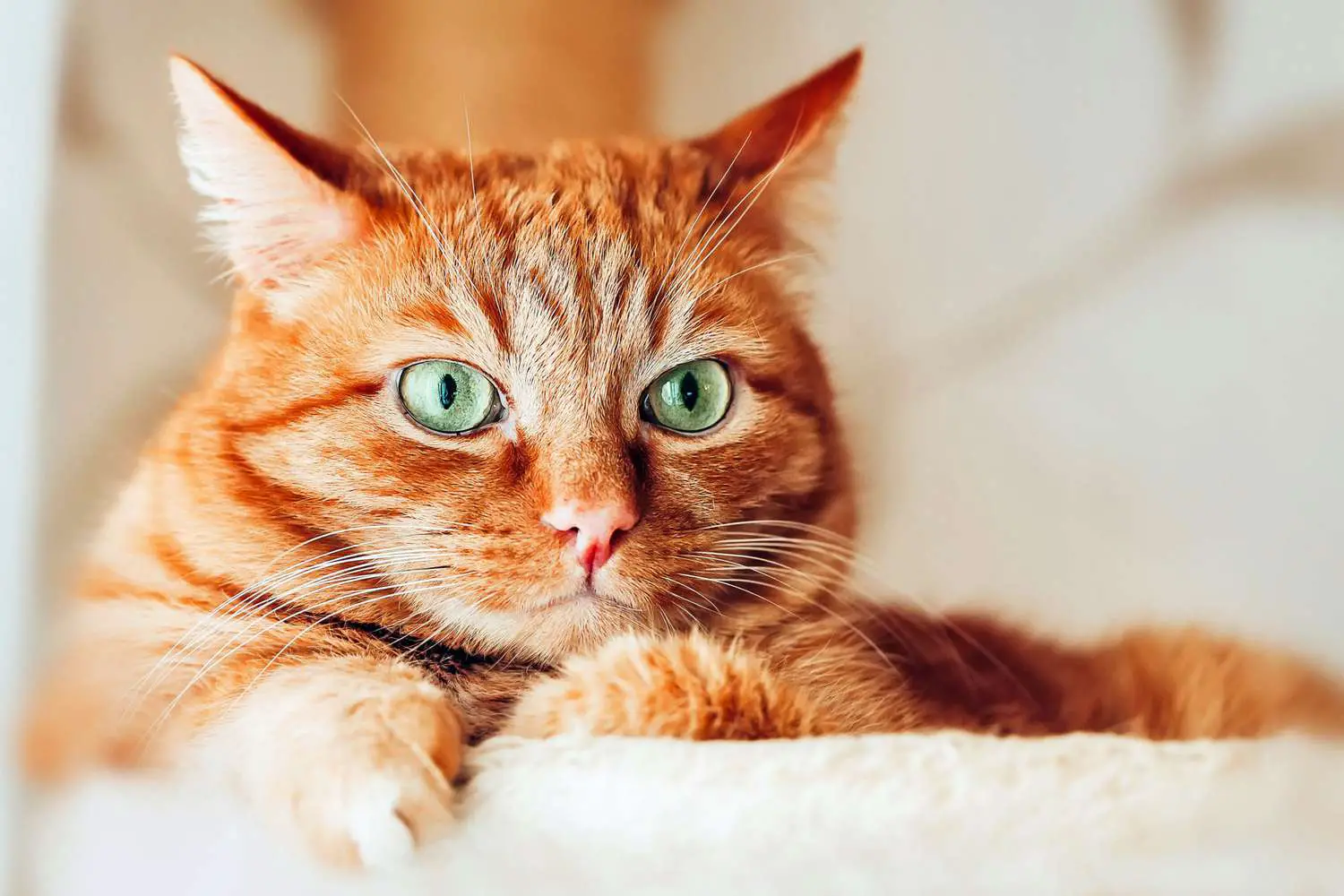 gatto arancione con gli occhi verdi sul trespolo