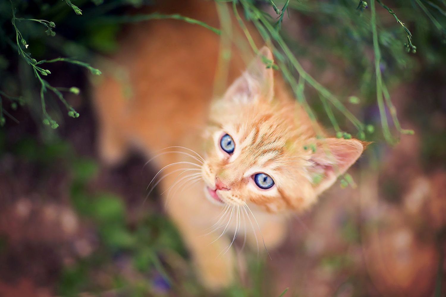 gattino arancione in erba;  nomi di gatti arancioni