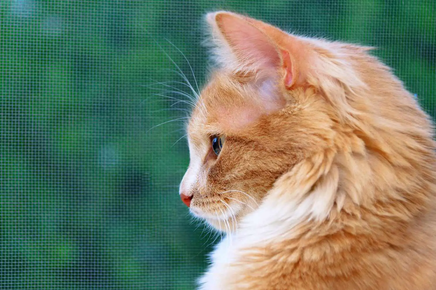 gatto arancione nel profilo su sfondo verde