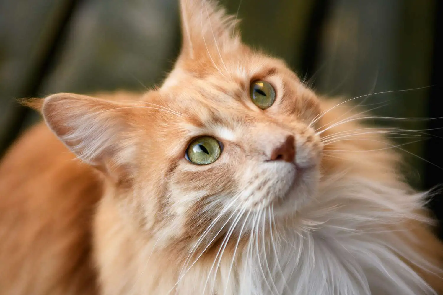 Ritratto di un gatto di Maine Coon dello zenzero che osserva in su