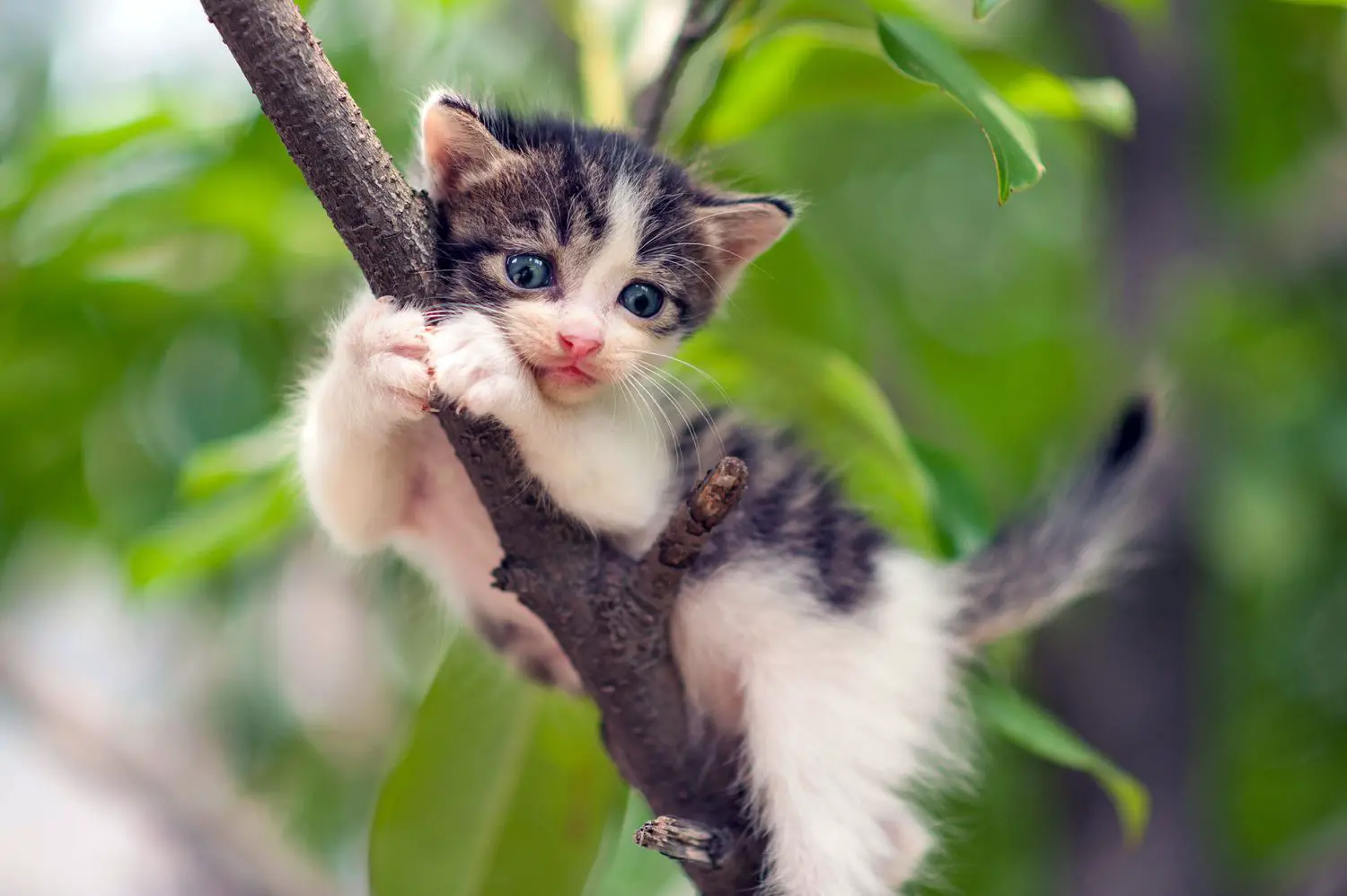 piccolo gattino aggrappato al ramo di un albero
