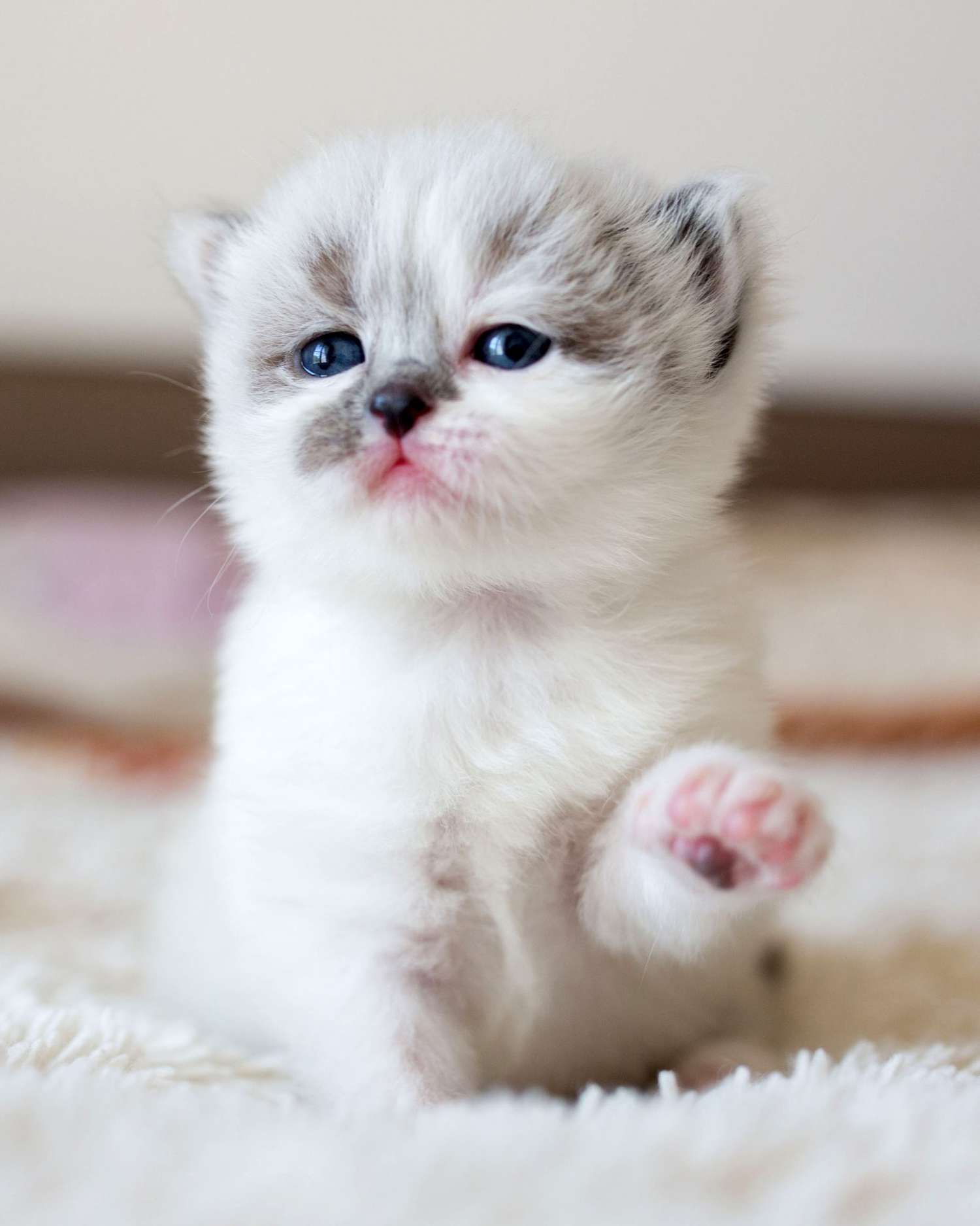 adorabile gattino bianco minuscolo con una zampa che agita