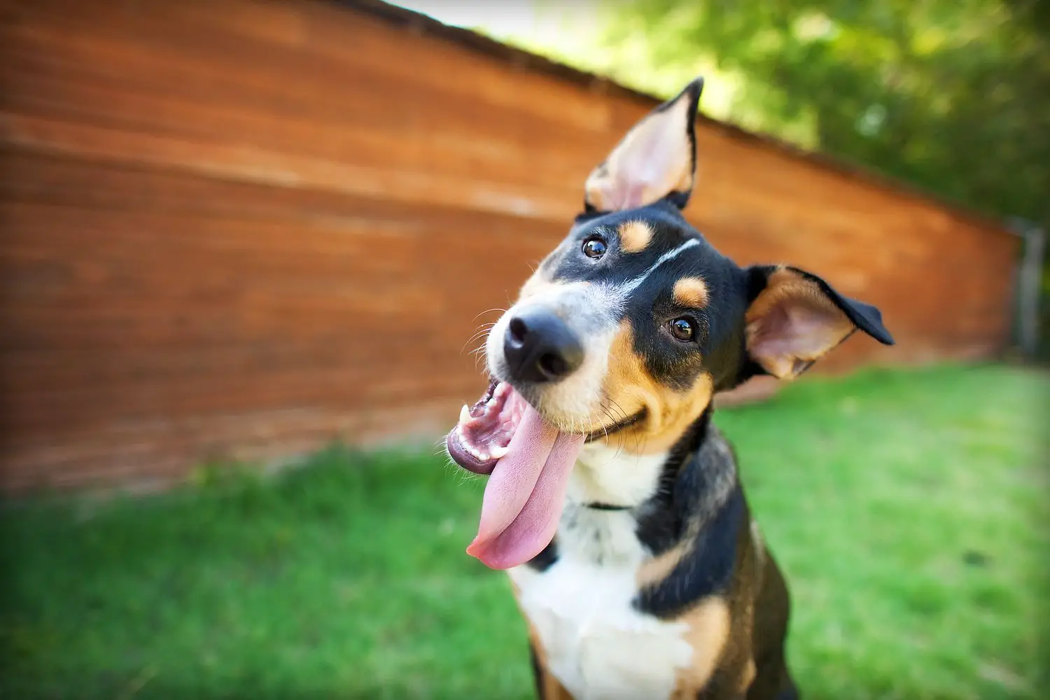 un cane nero, marrone chiaro e bianco con grandi orecchie sorride alla telecamera con la lingua fuori dal lato