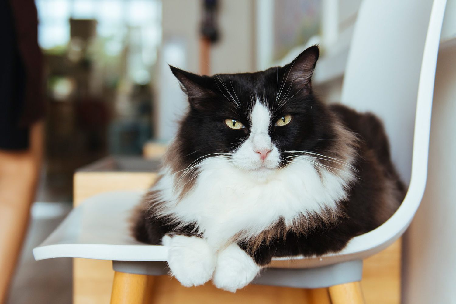 gatto da smoking a pelo lungo sdraiato su una sedia da cucina