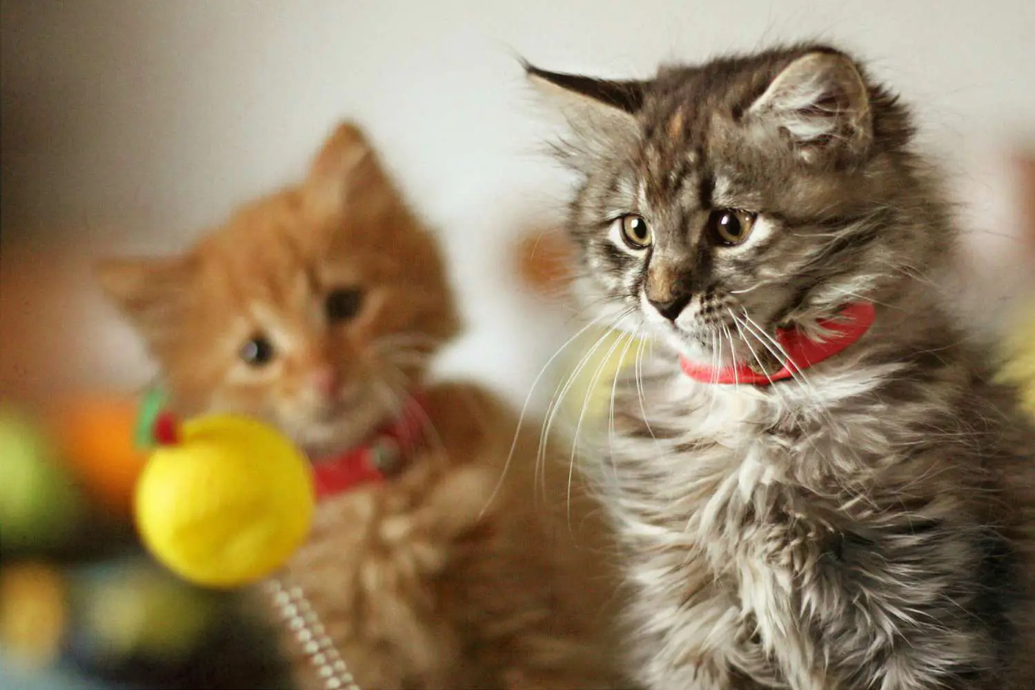 Due gattini giocano con una palla su un bastone