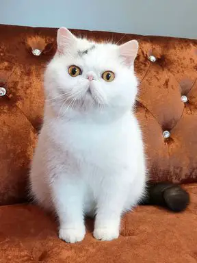 gatto esotico bianco dallo shorthair seduto su un divano arancione