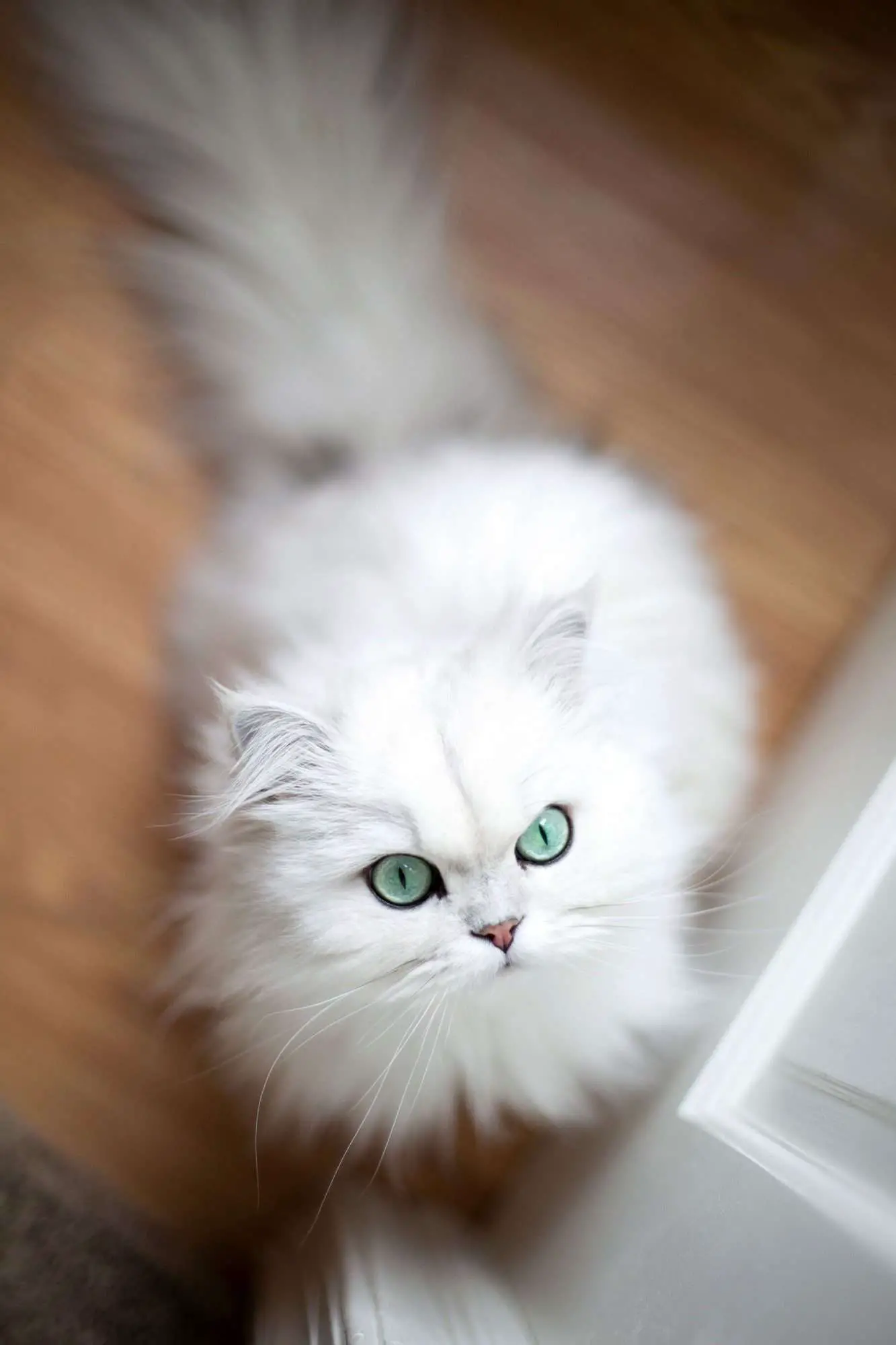 gatto persiano bianco con gli occhi verdi dall'alto