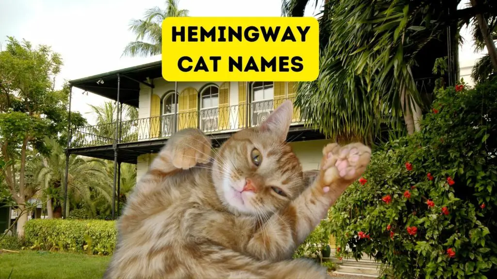 1703188482 feature hemingway cat