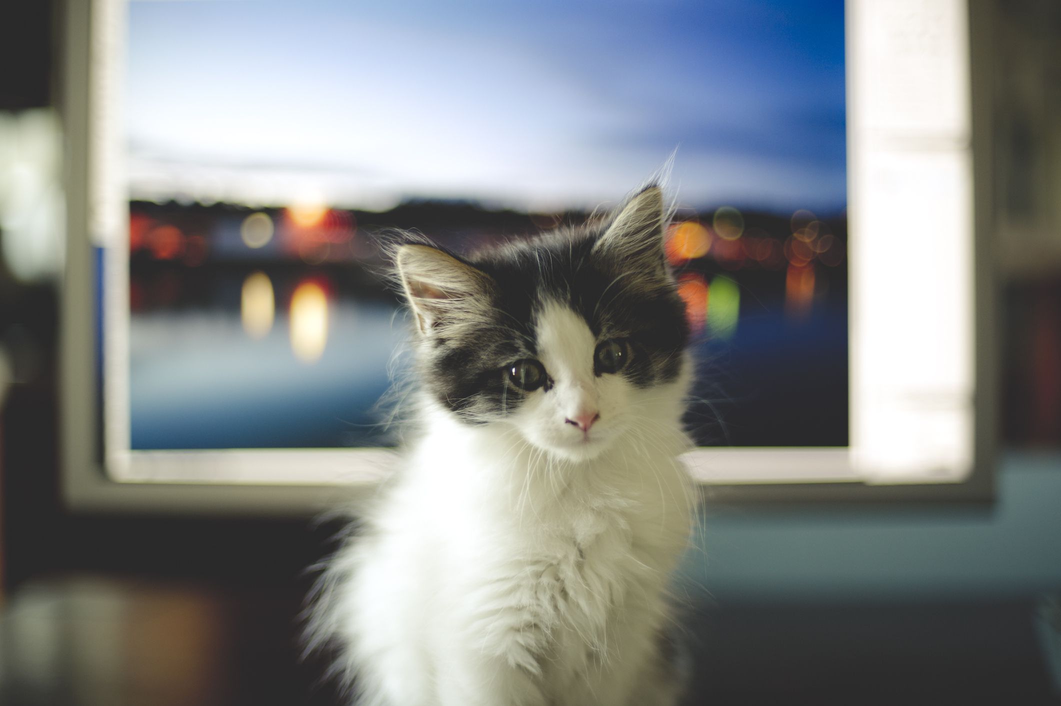 Gattino davanti allo schermo del computer