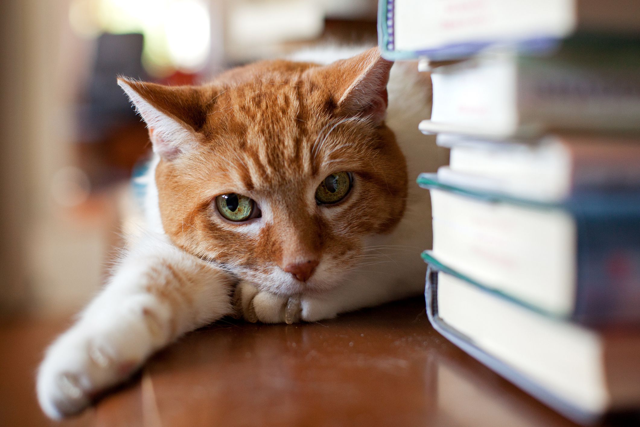 Gatto arancione sdraiato accanto a una pila di libri