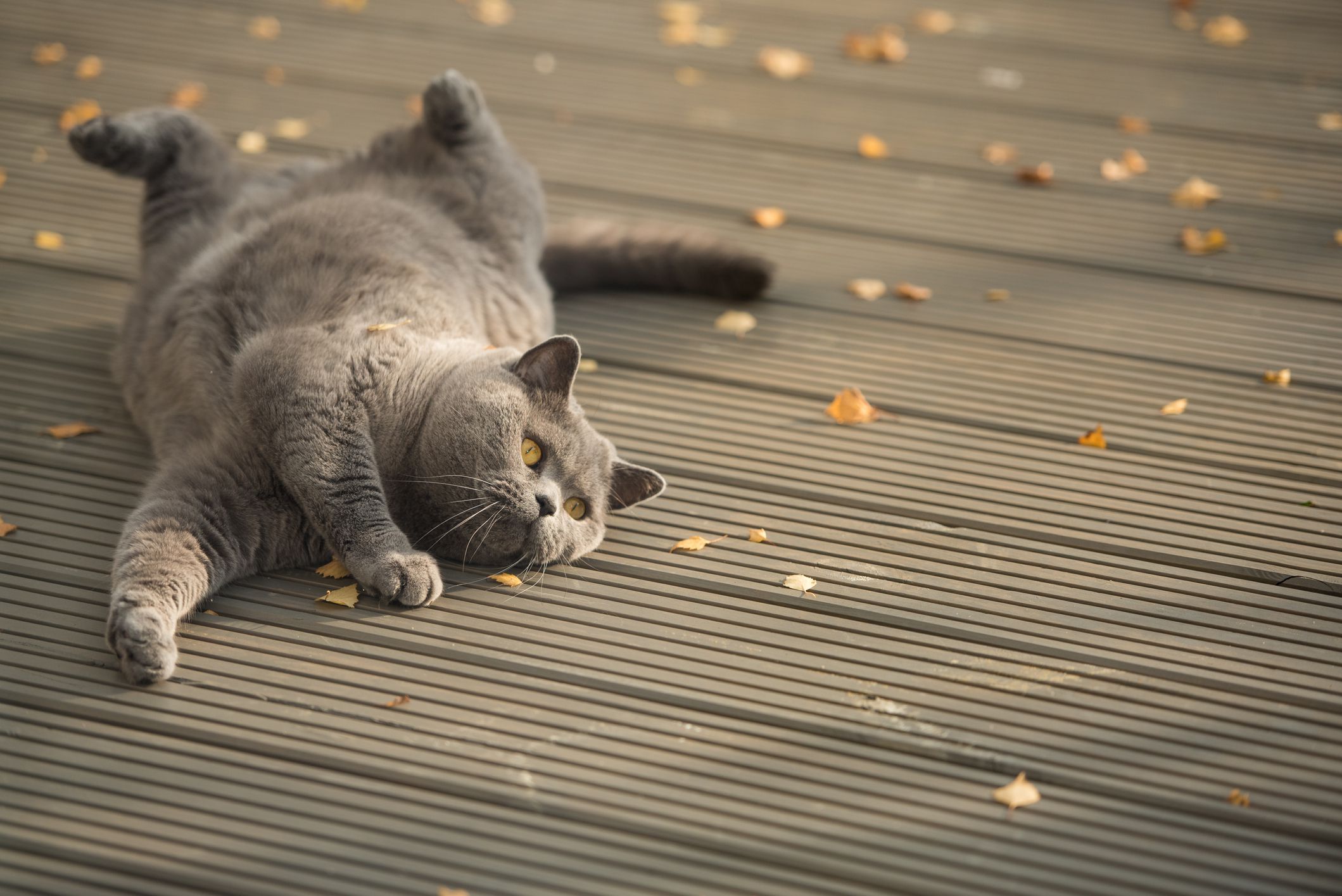 gatto giocoso che rotola sulla terrazza del giardino