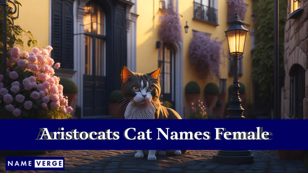 Nomi di gatti Aristogatti femminili