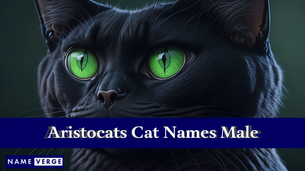Nomi di gatti Aristogatti maschili