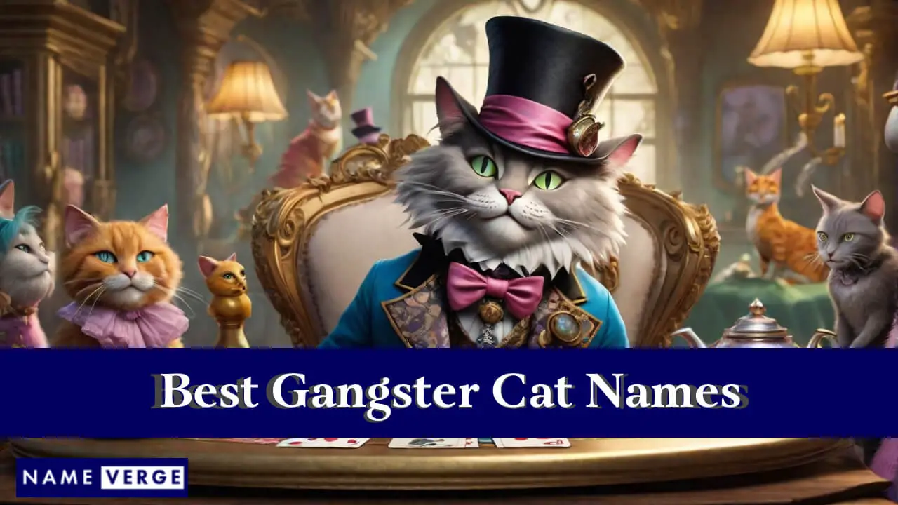 I migliori nomi di gatti gangster
