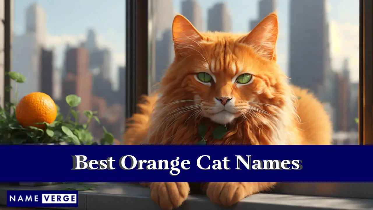I migliori nomi di gatti arancioni