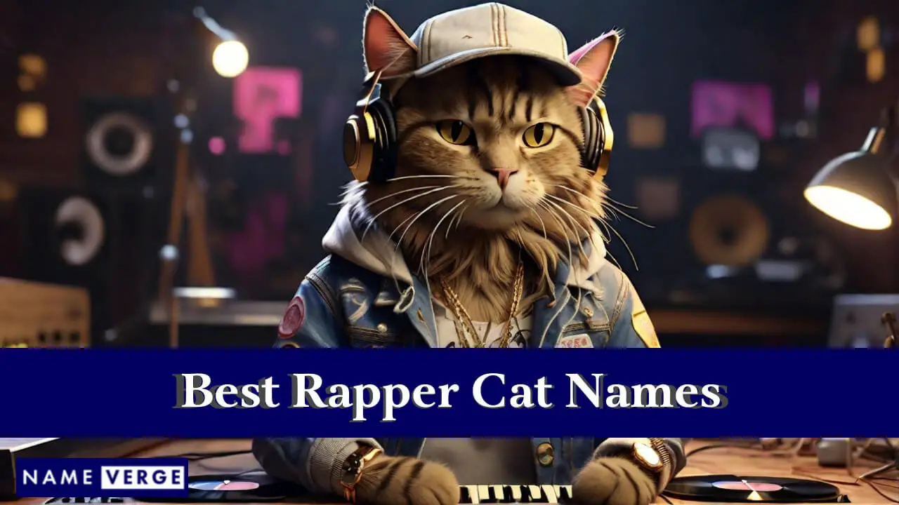 I migliori nomi di gatti rapper
