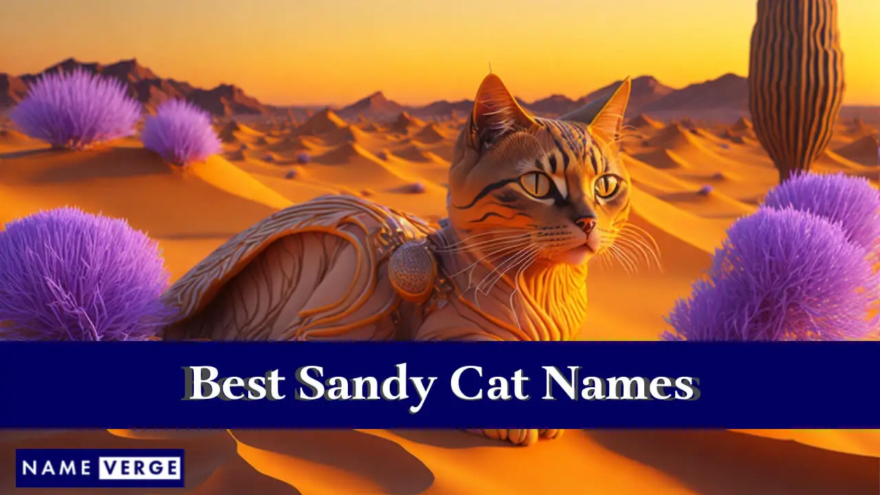 I migliori nomi di gatti Sandy