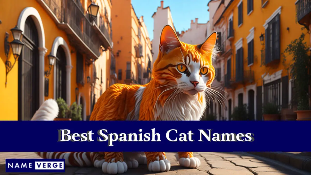 I migliori nomi di gatti spagnoli