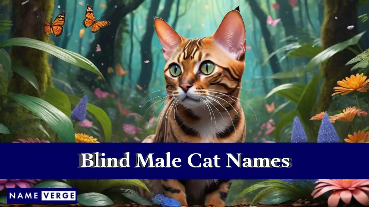 Nomi di gatti maschi ciechi