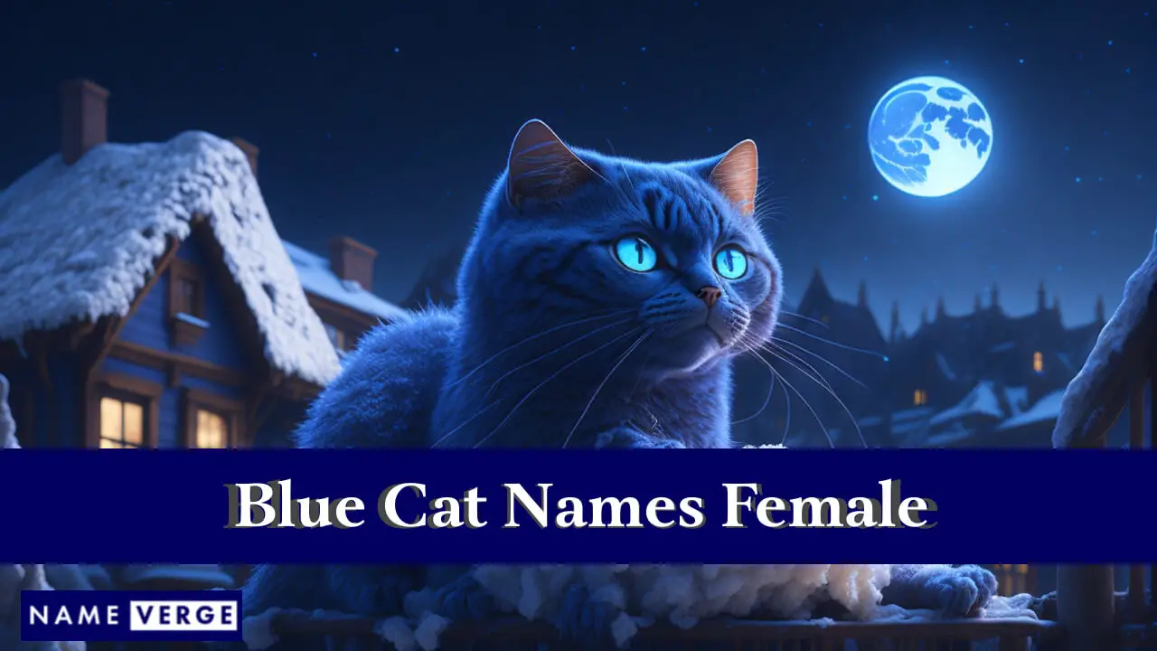 Nomi di gatto blu femminili