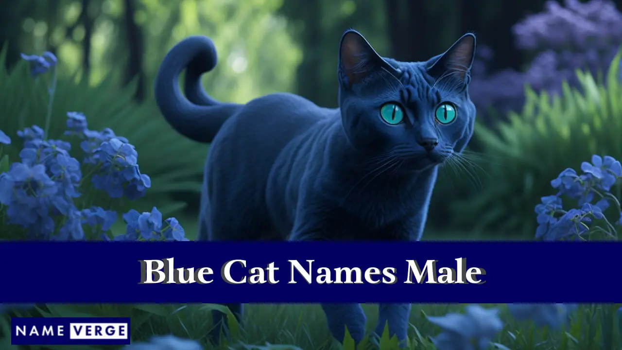 Nomi di gatto blu maschili