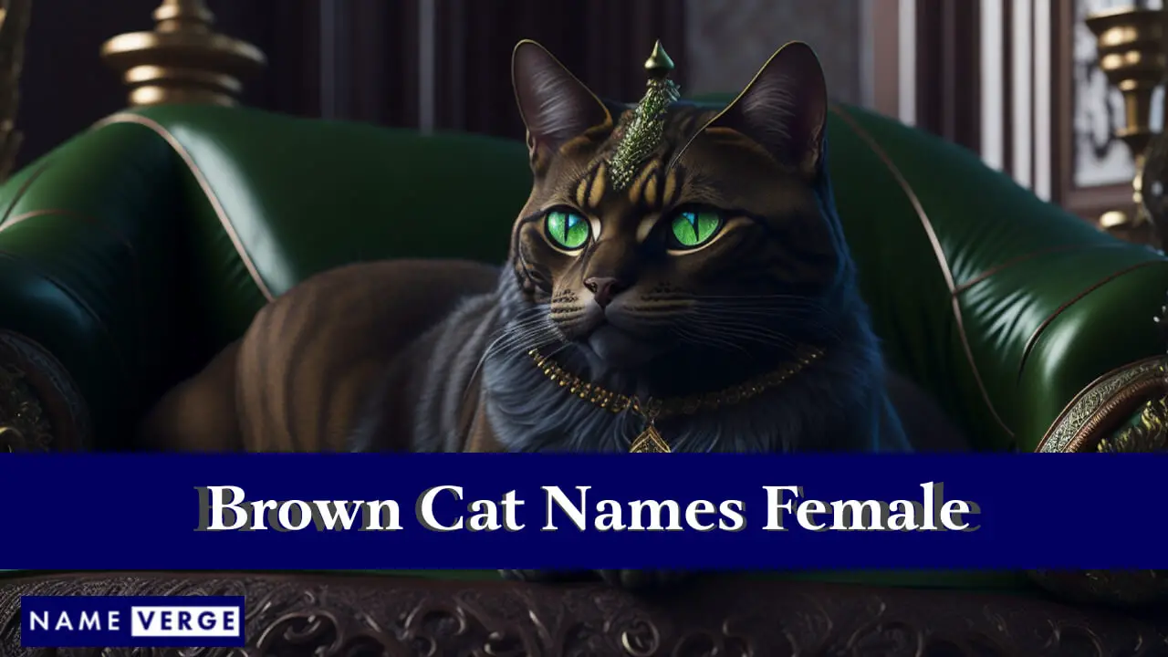 Nomi di gatti marroni femminili