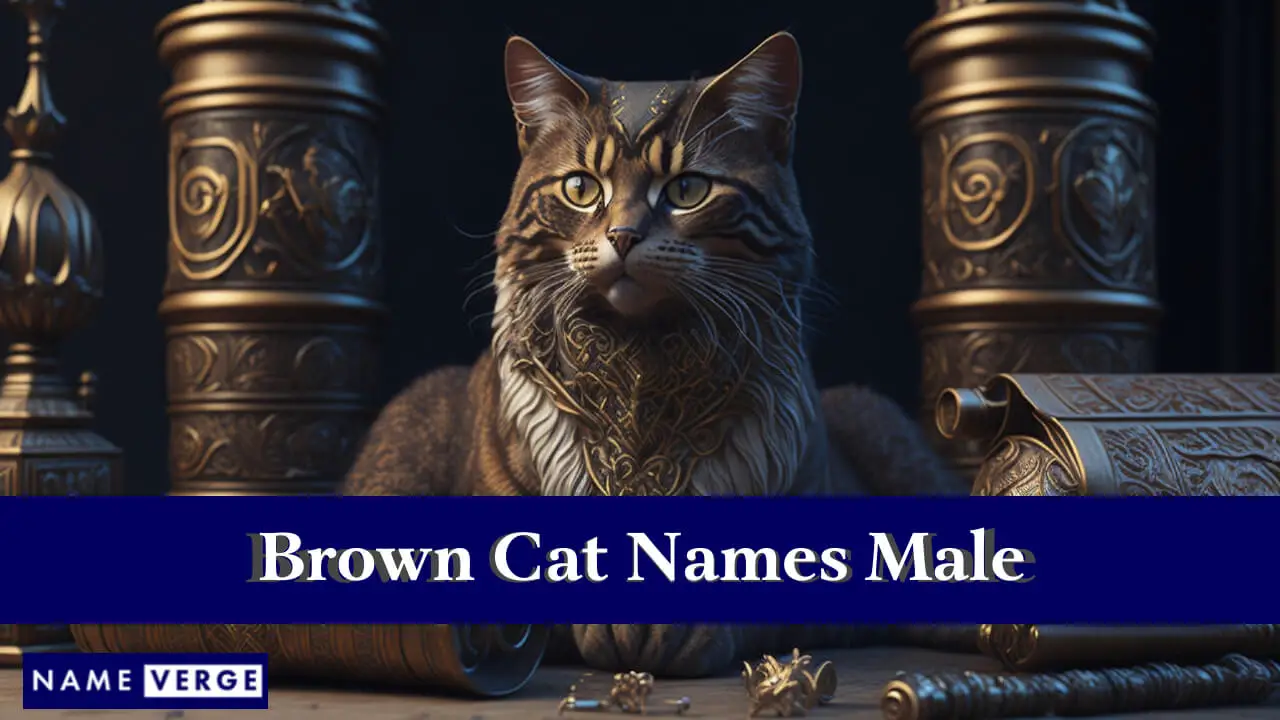Nomi di gatti marroni maschi