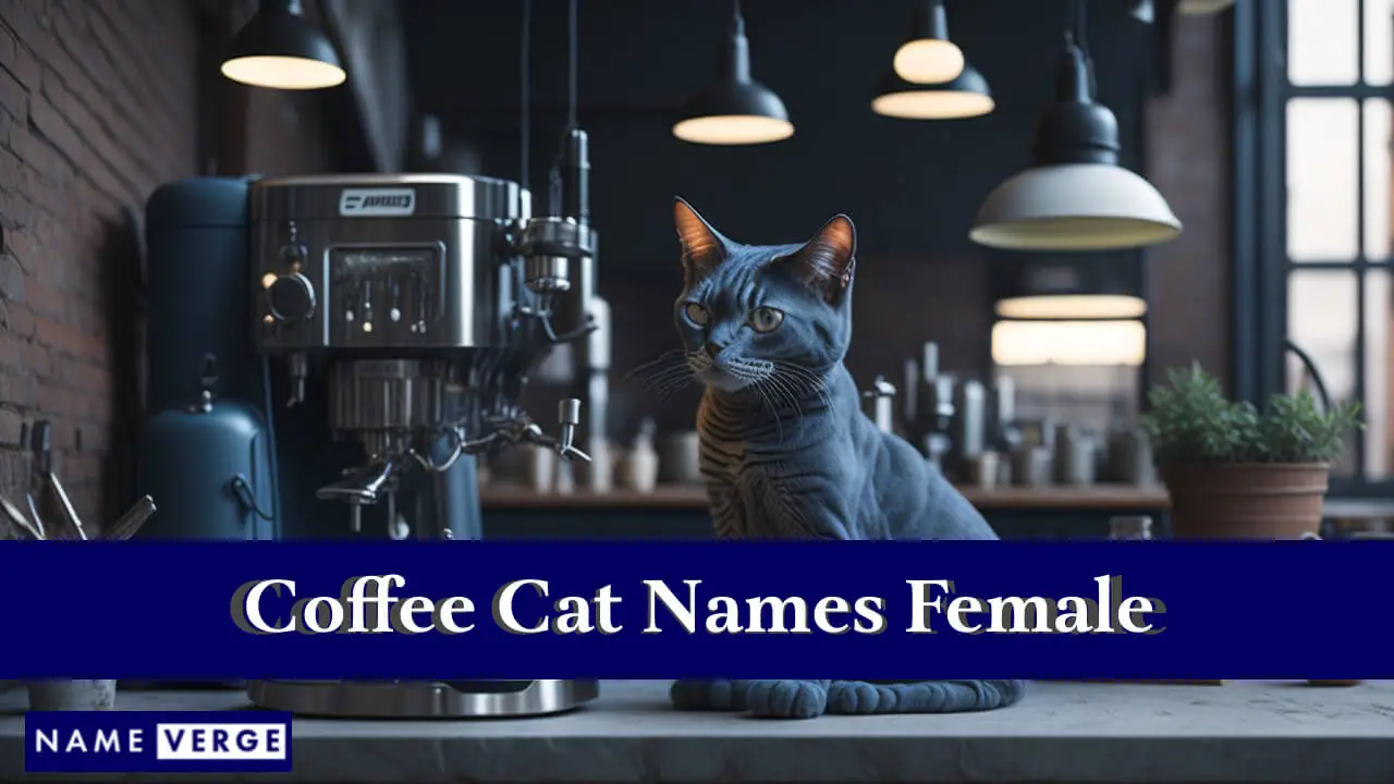 Nomi di gatti caffè femminili