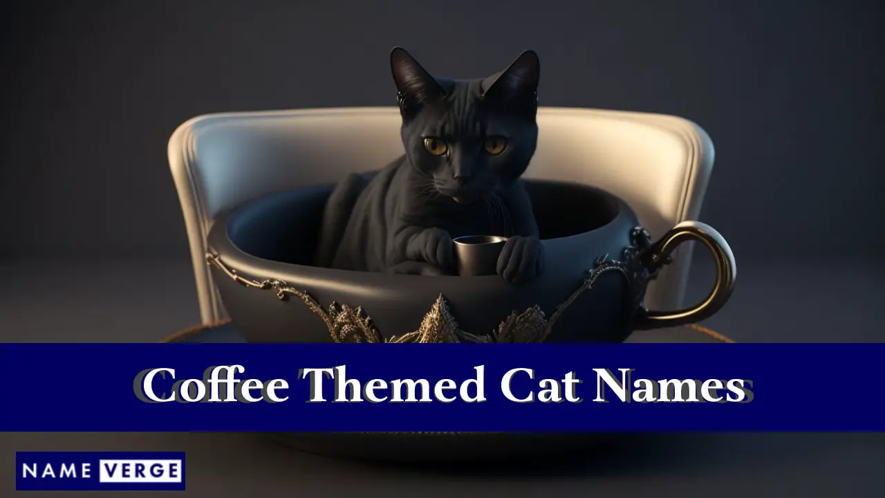 Nomi per gatti a tema caffè