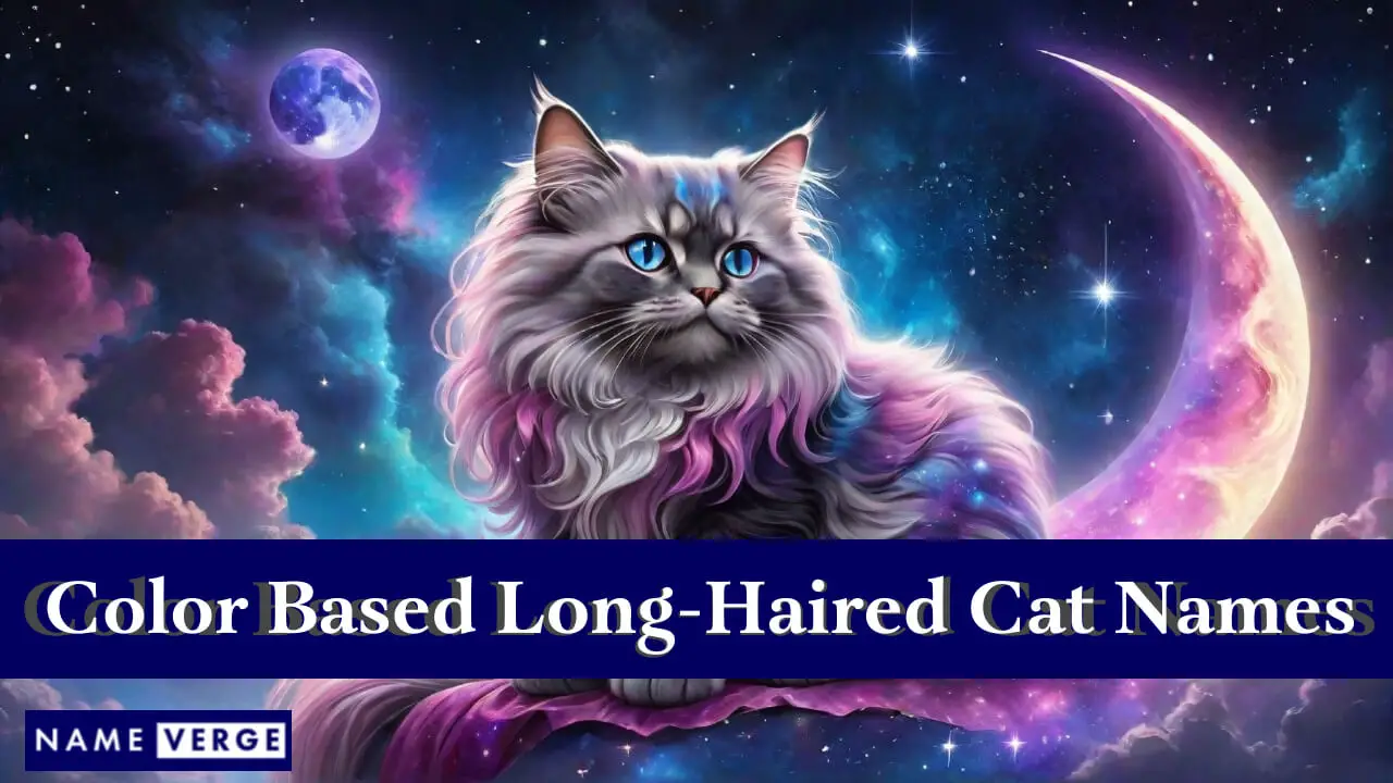 Nomi di gatti a pelo lungo basati sui colori