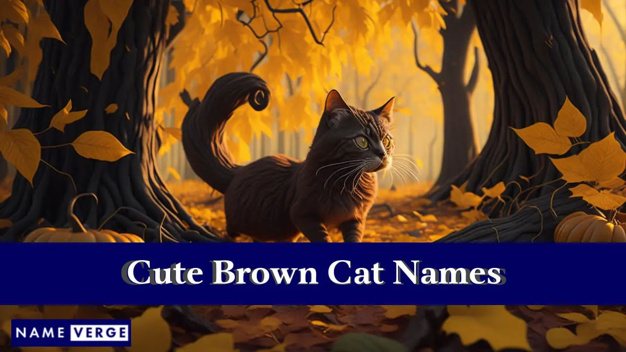 Nomi di gatti marroni carini