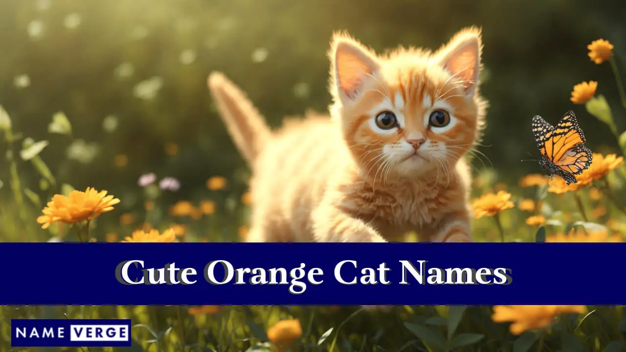 Nomi di gatti arancioni carini