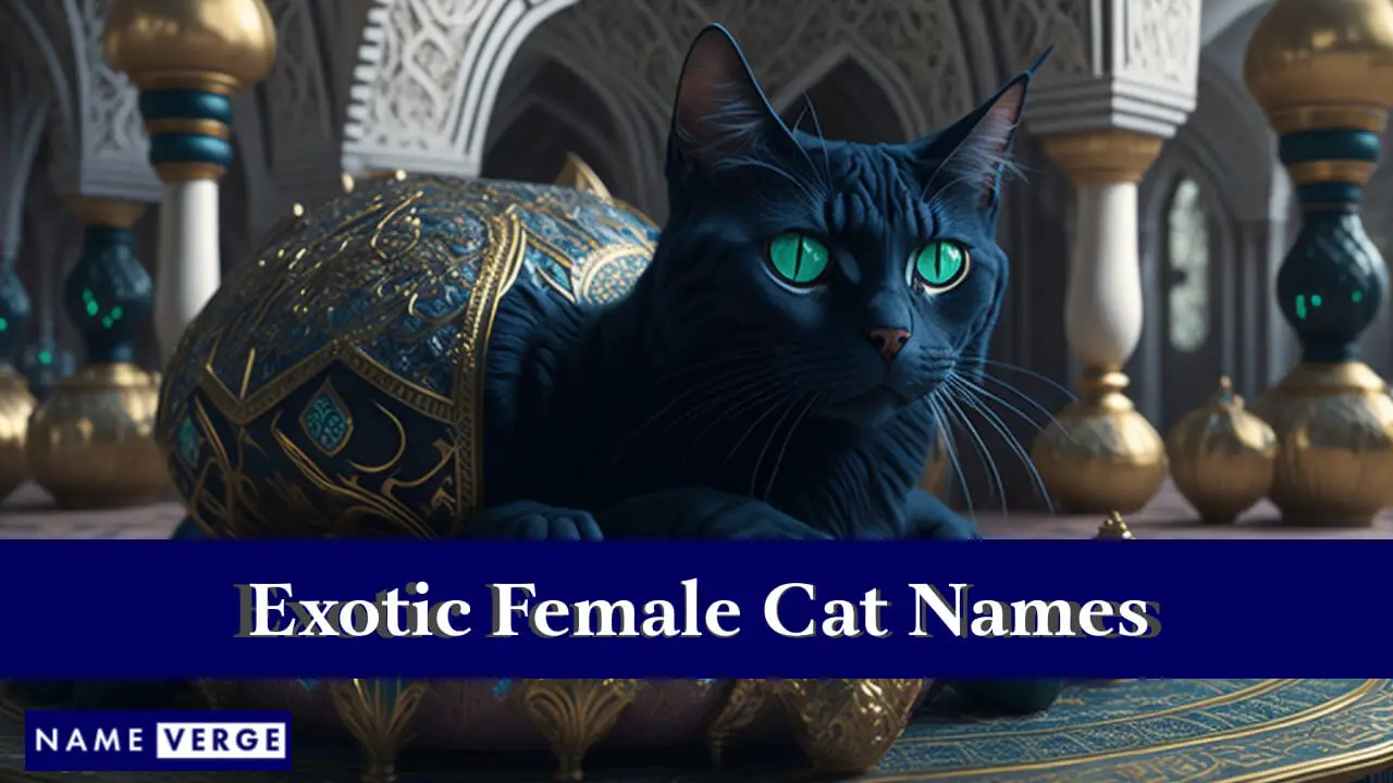 Nomi di gatti femminili esotici