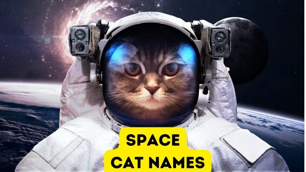 featured space cat names