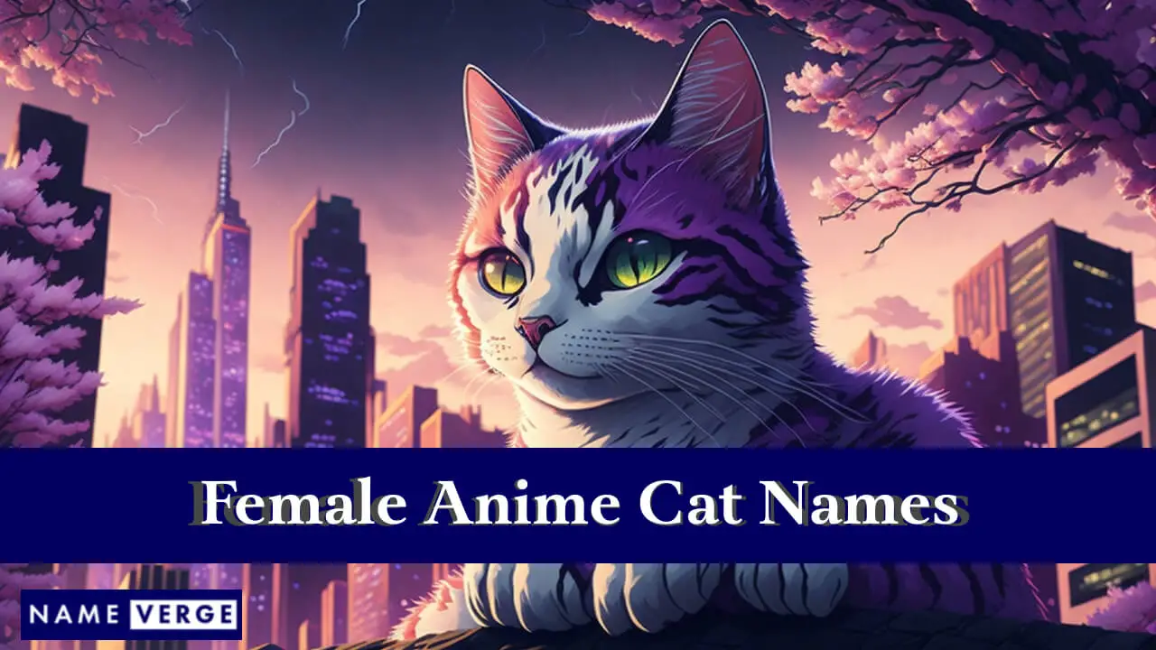 Nomi di gatti anime femminili