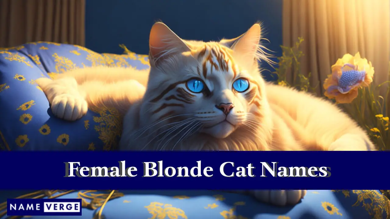Nomi di gatti femminili biondi