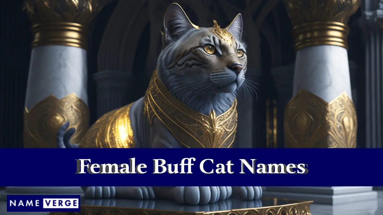 Nomi di gatti femminili Buff