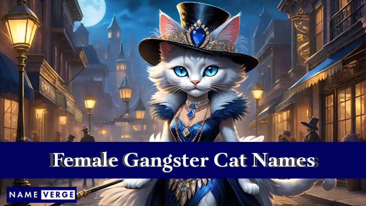 Nomi di gatti gangster femminili