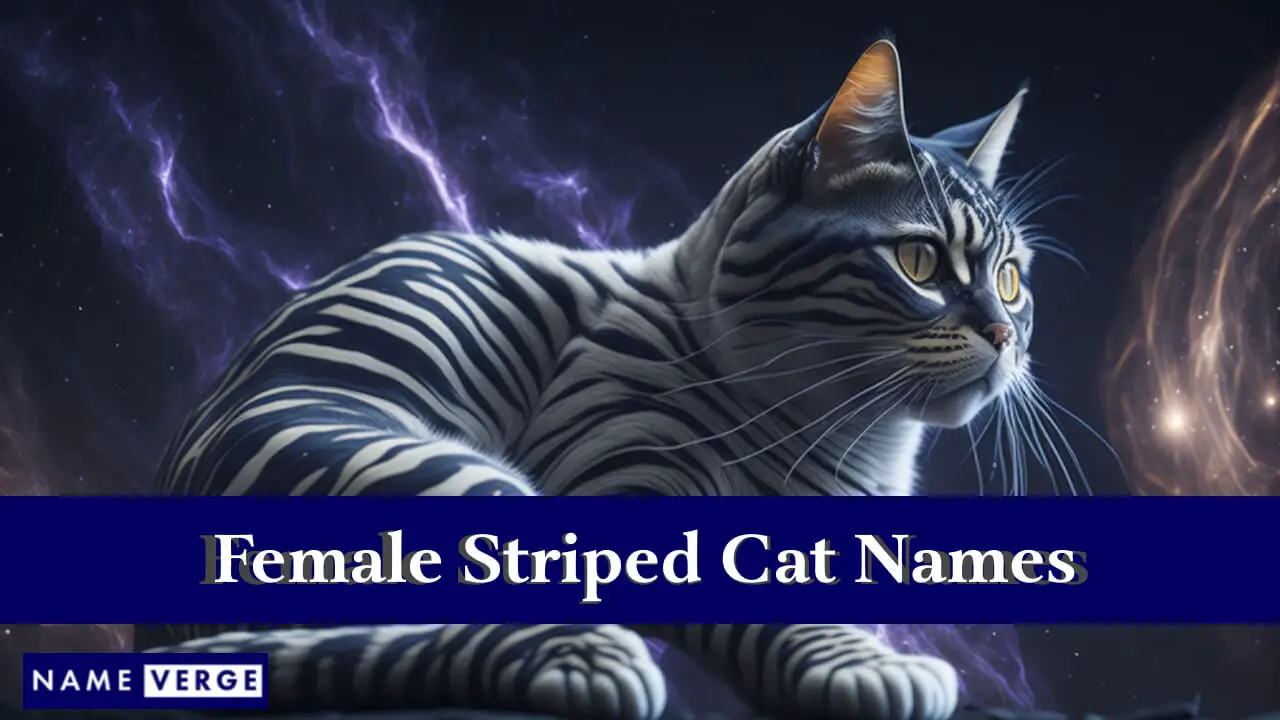 Nomi di gatti femminili a strisce