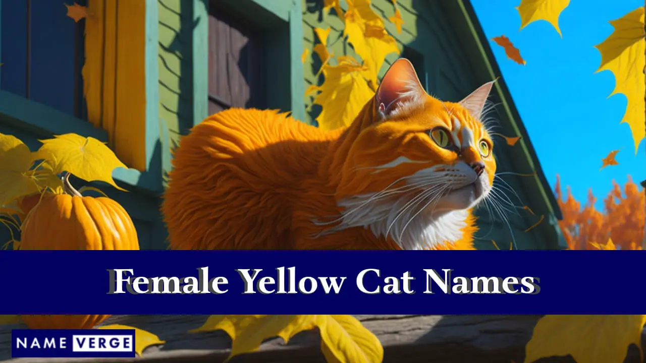 Nomi di gatti gialli femminili