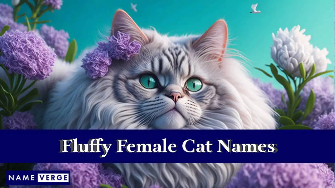 Nomi di gatte femmine soffici