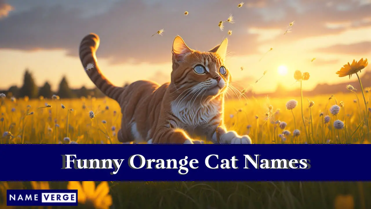 Nomi divertenti per gatti arancioni