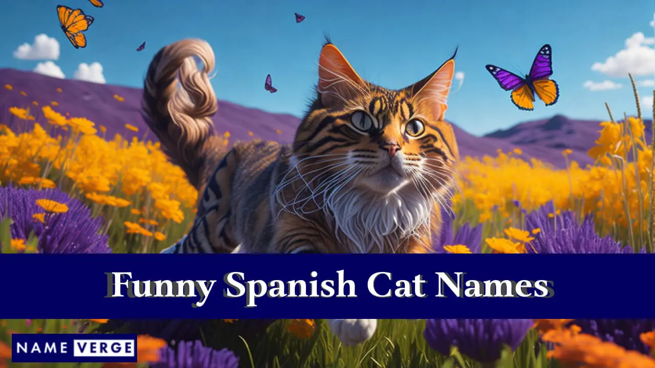 Nomi divertenti per gatti spagnoli