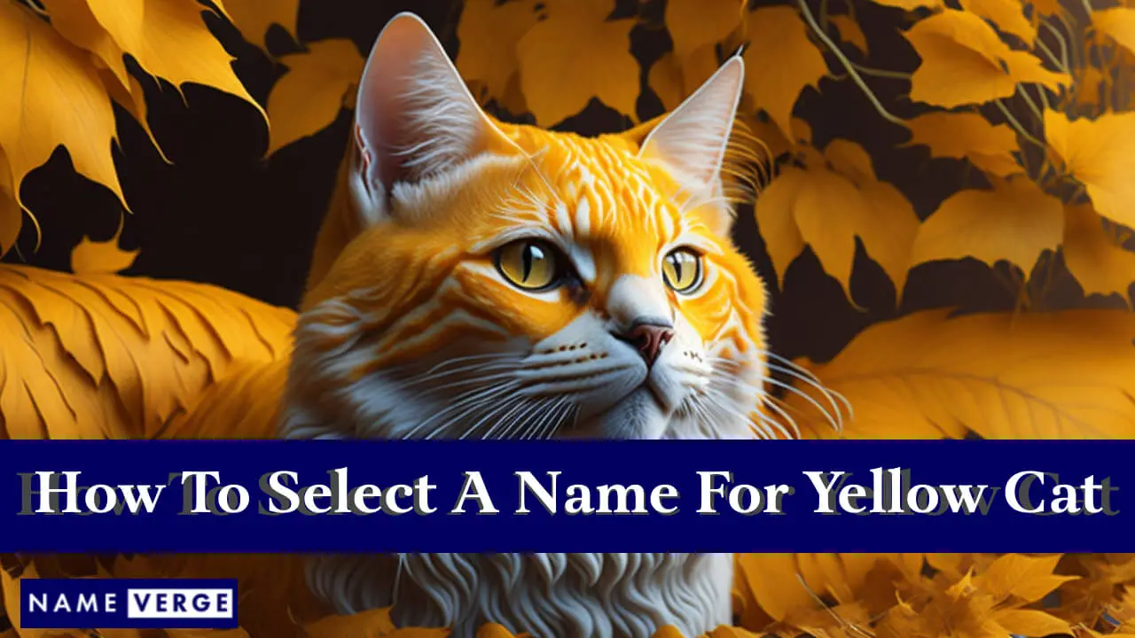 Come selezionare un nome per il tuo gatto giallo