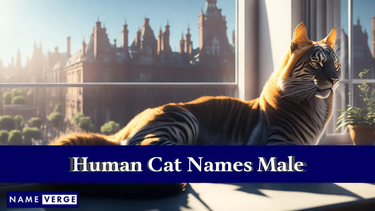 Nomi di gatti umani maschi