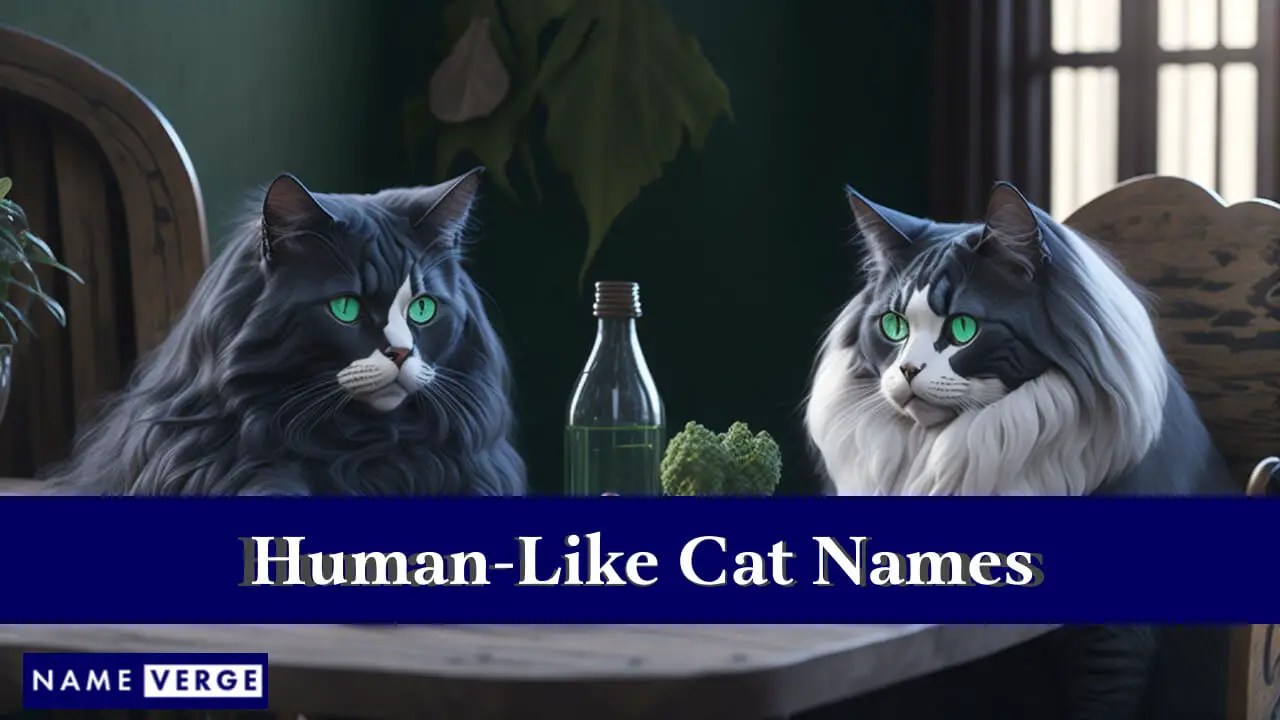 Nomi di gatti simili a quelli umani