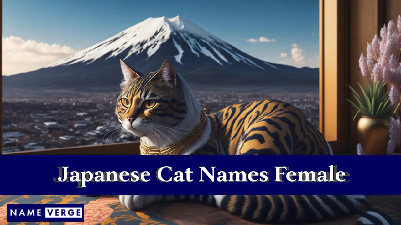 Nomi di gatti giapponesi femminili