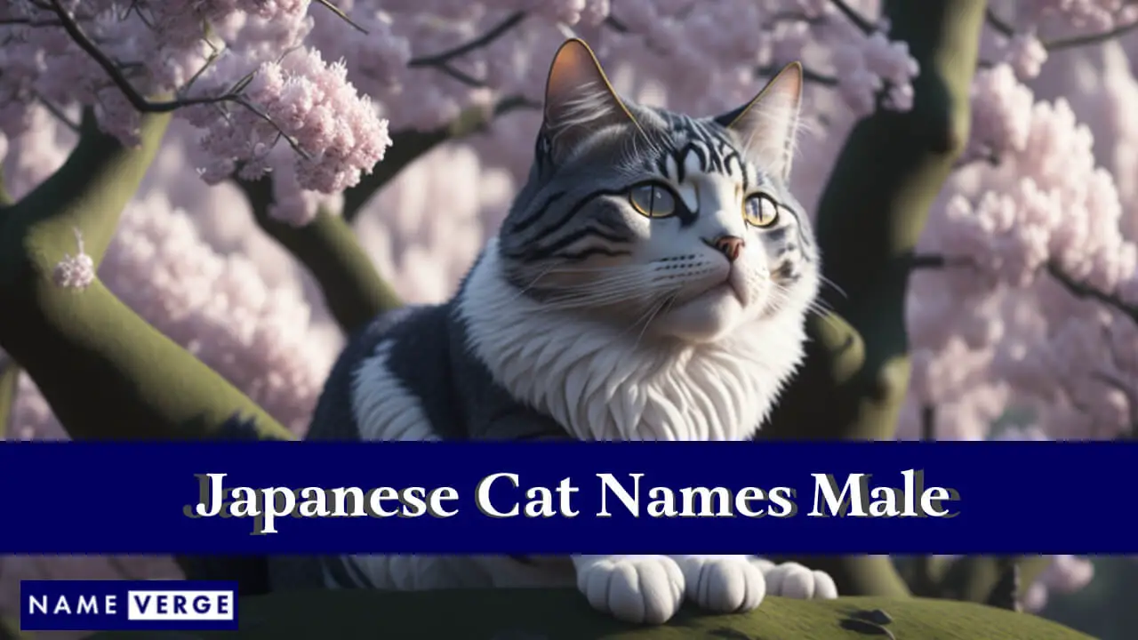 Nomi di gatti giapponesi maschili