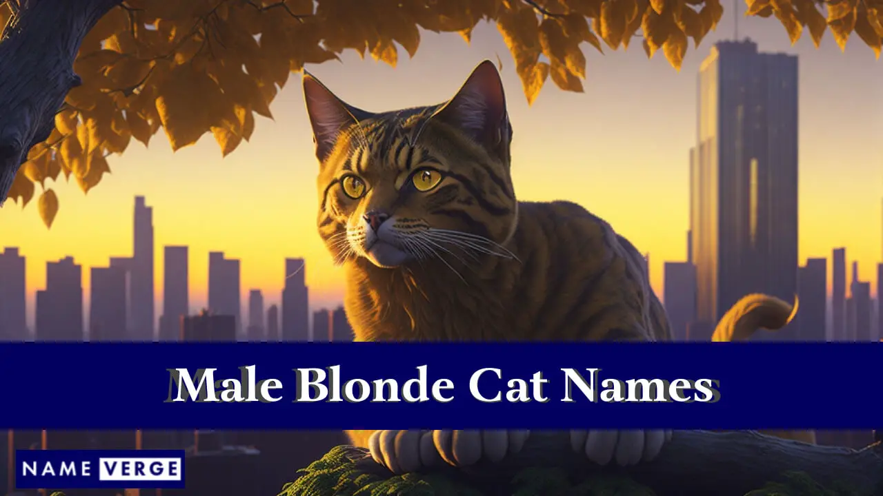 Nomi di gatti maschi biondi