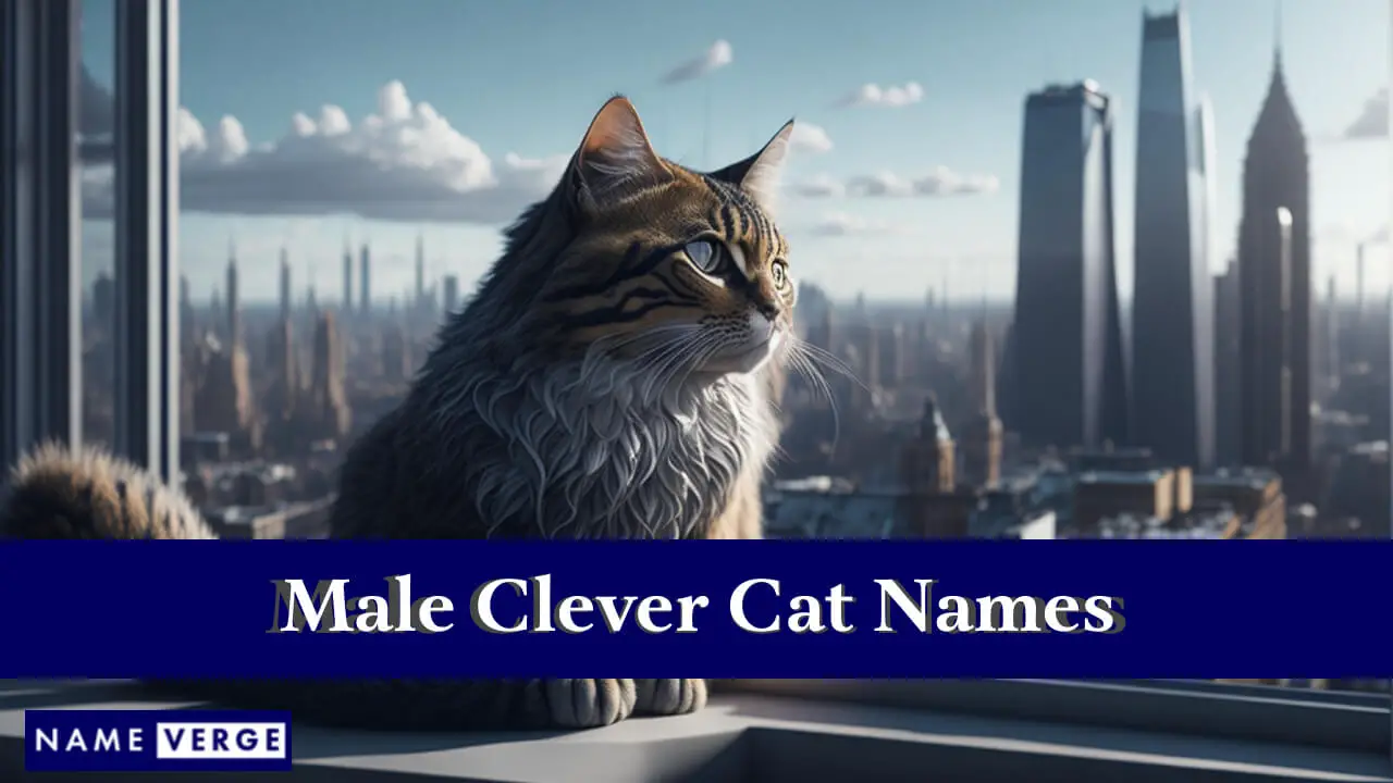 Nomi di gatti maschili intelligenti